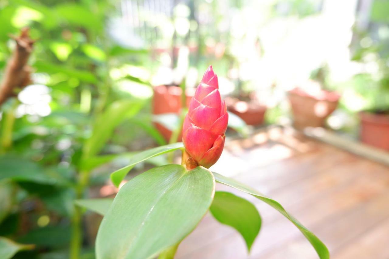 Mon Lodge & Yoga Donmueang バンコク都 エクステリア 写真